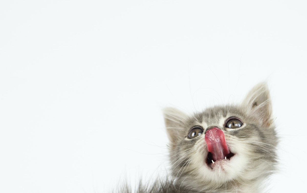 How Much to Feed a Kitten