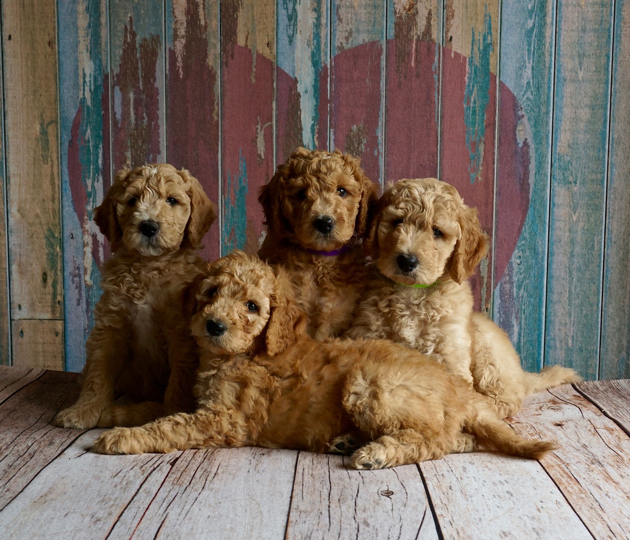What’s the Best Food for your New Puppy?