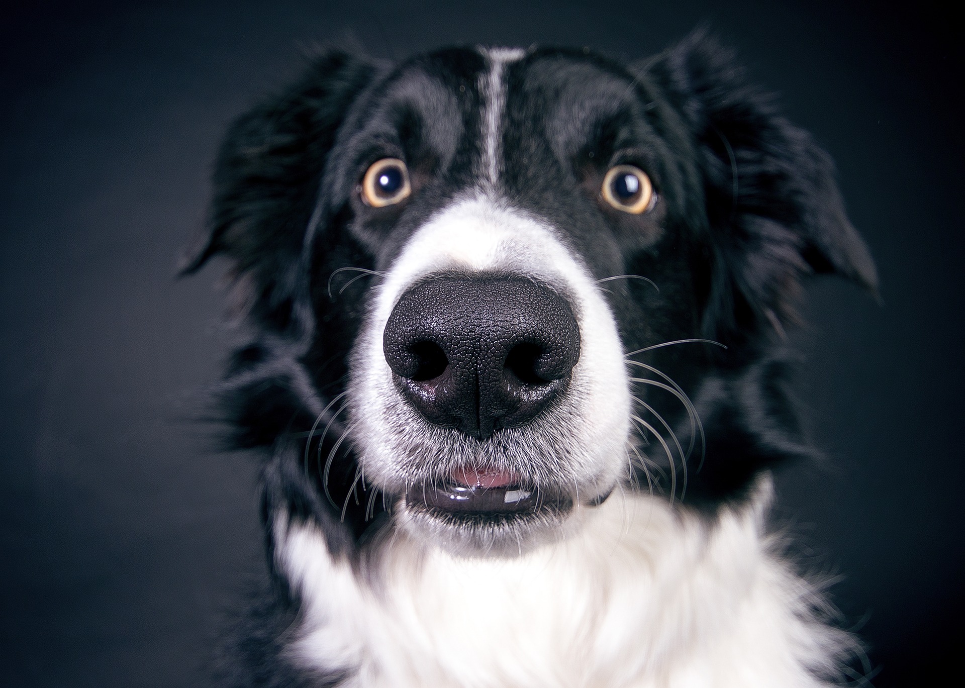 Think Your Pet has a Food Allergy? Eliminating Mistakes in Elimination Diet Trials