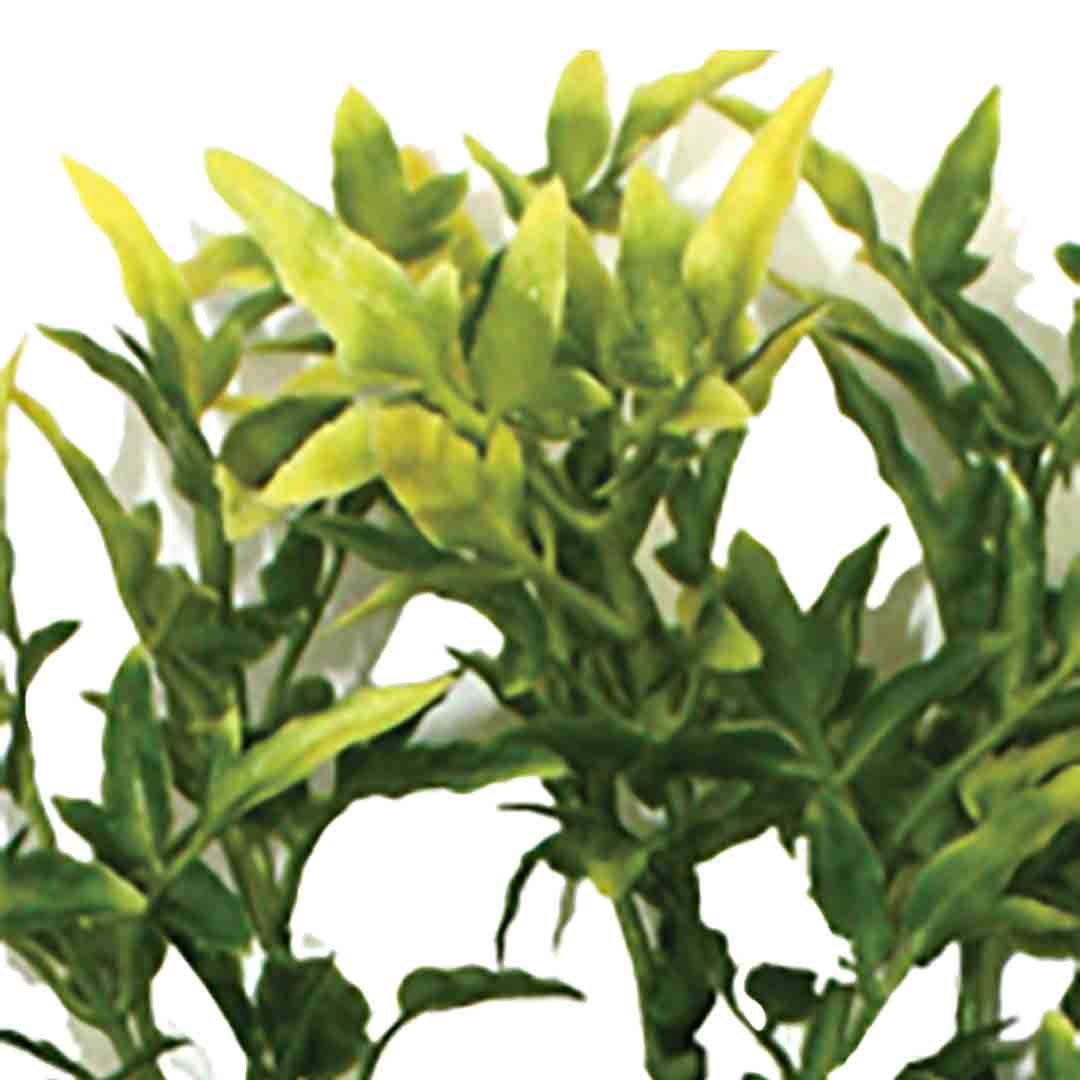 Komodo Croton Plant 60cm
