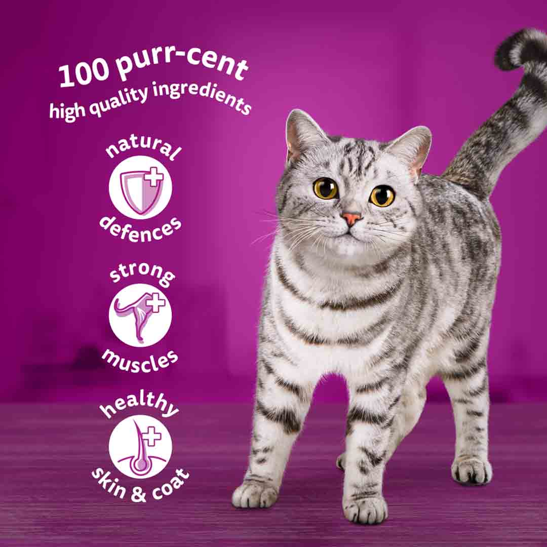 Whiskas Meaty Meals in Jelly 1+ Adult Wet Cat Food Pouches, 12 x 85g