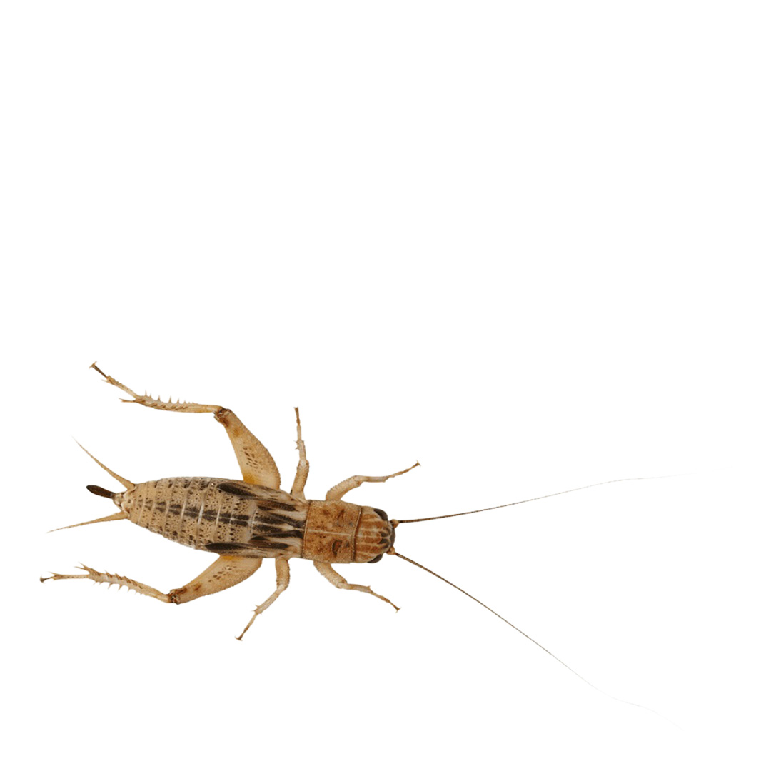 Peregrine Silent Brown Crickets Reptile Live Food, S/M