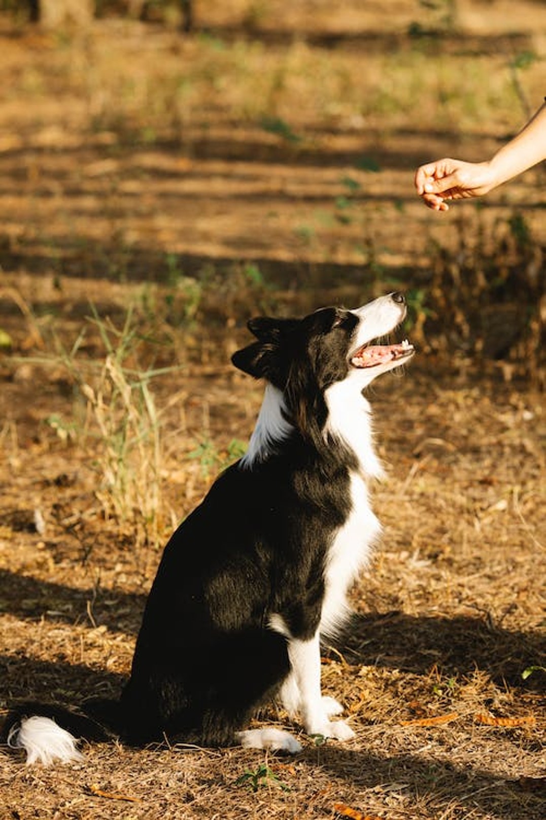 Image of collie being fed treat outdoors