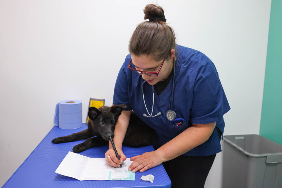 Dog sat next to vet making notes.