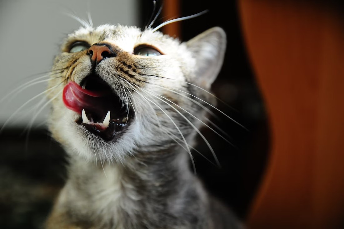 Why Do Cats Lick or Eat Plastic?