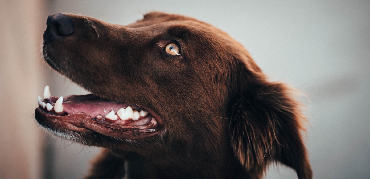 The Guide to Dog Dental Care