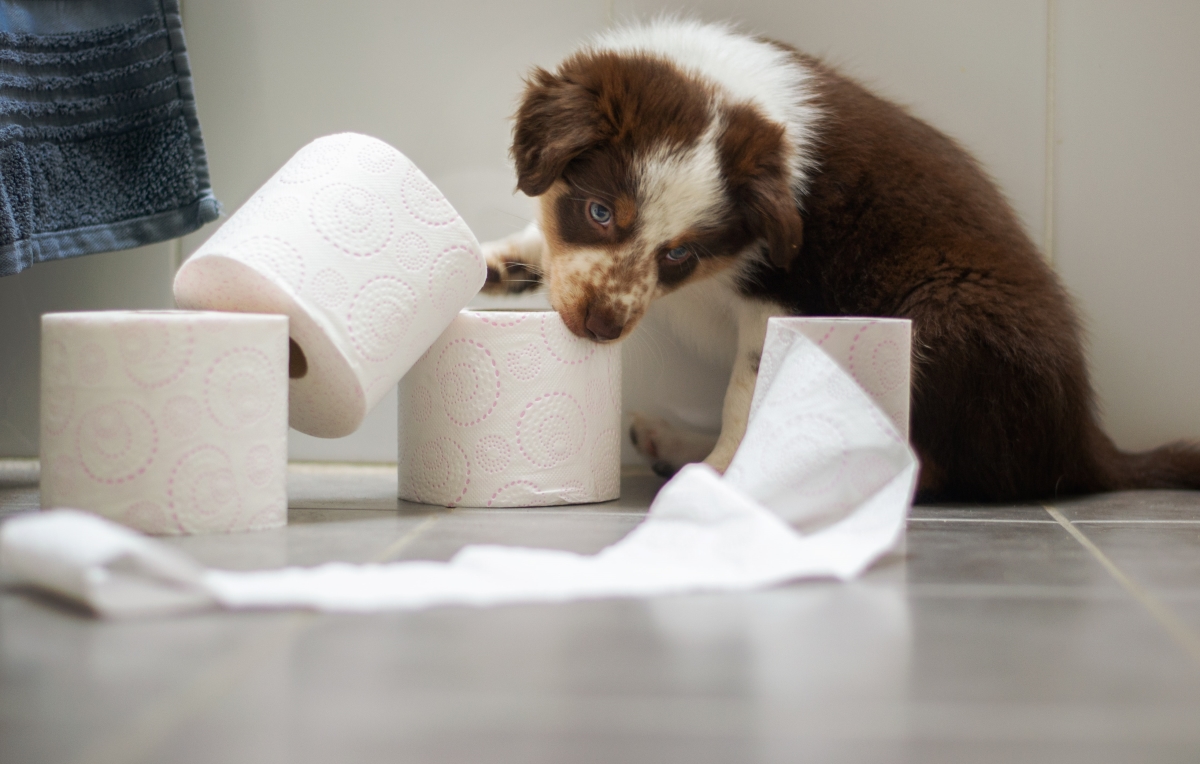 The Ultimate Guide to Toilet Training Your New Puppy