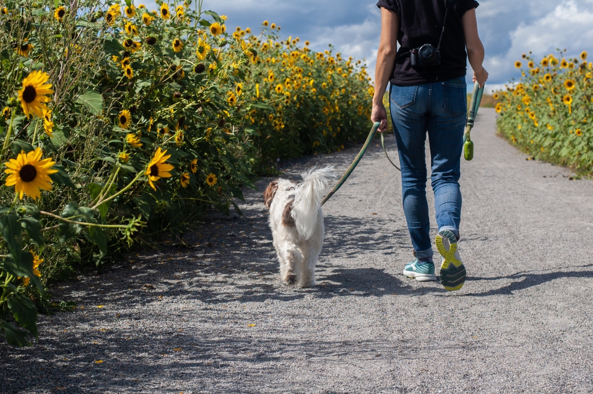 The Best Dog Walking Routes in the UK