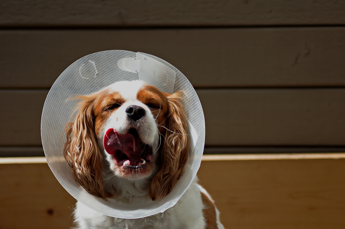 Dog wearing a lampshade.