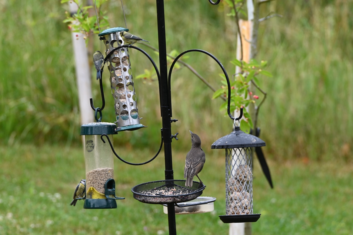 Image of birds with bird feeders