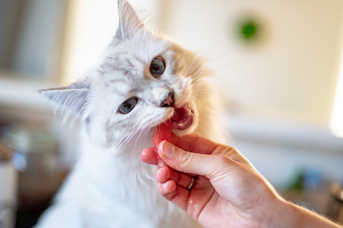 OLD Feeding Your Kitten: The Ultimate Guide