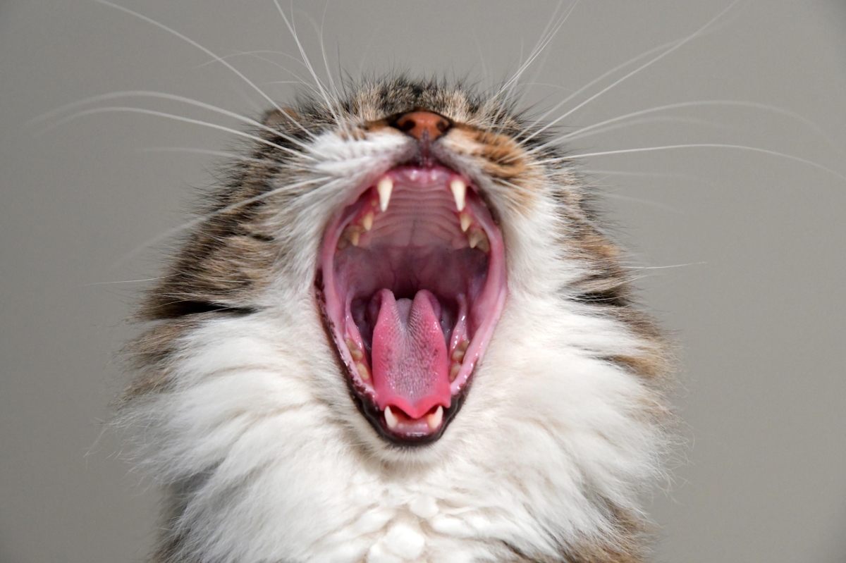 Everything You Need to Know About Cat Dental Care