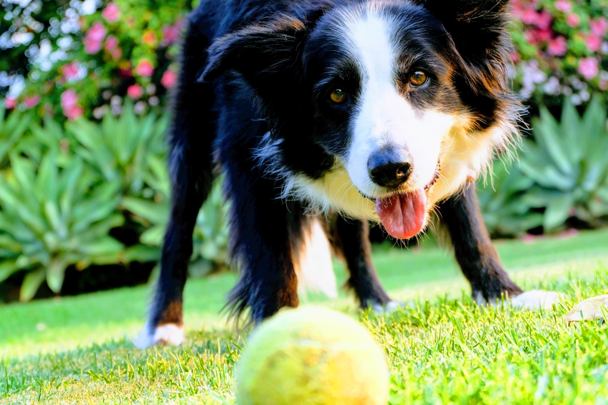 Dog Garden Toys: The Best Ones to Keep Your Dog Entertained