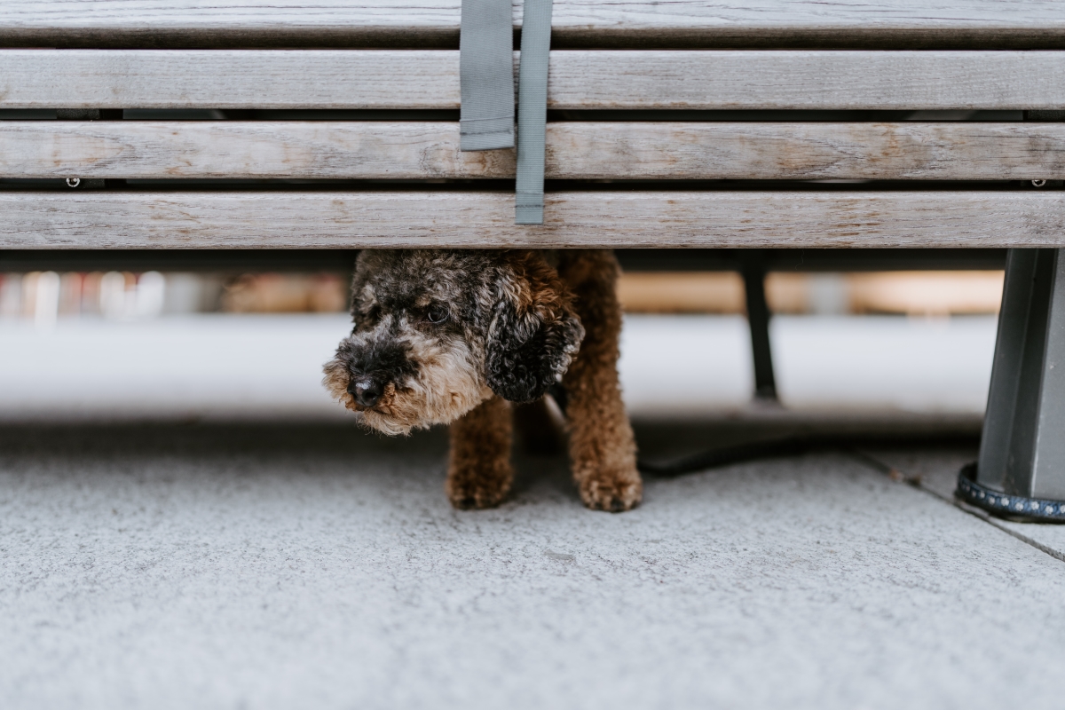 Nervous Dogs: How to Help an Anxious Pup