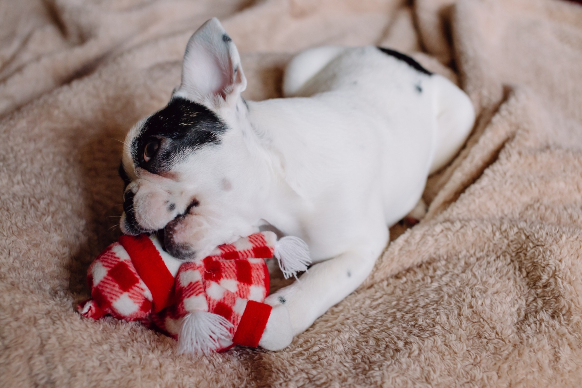 Plush Dog Toys: How to Pick the Best One for Your Dog