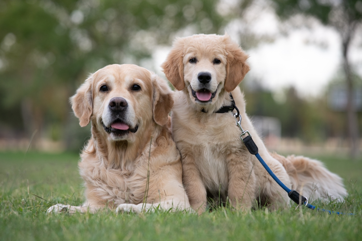 When Do Puppies Stop Growing: What You Need to Know