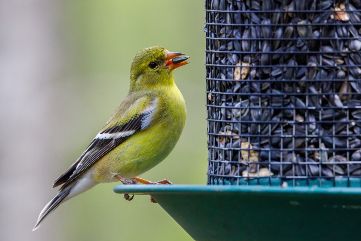 image of bird using seeder