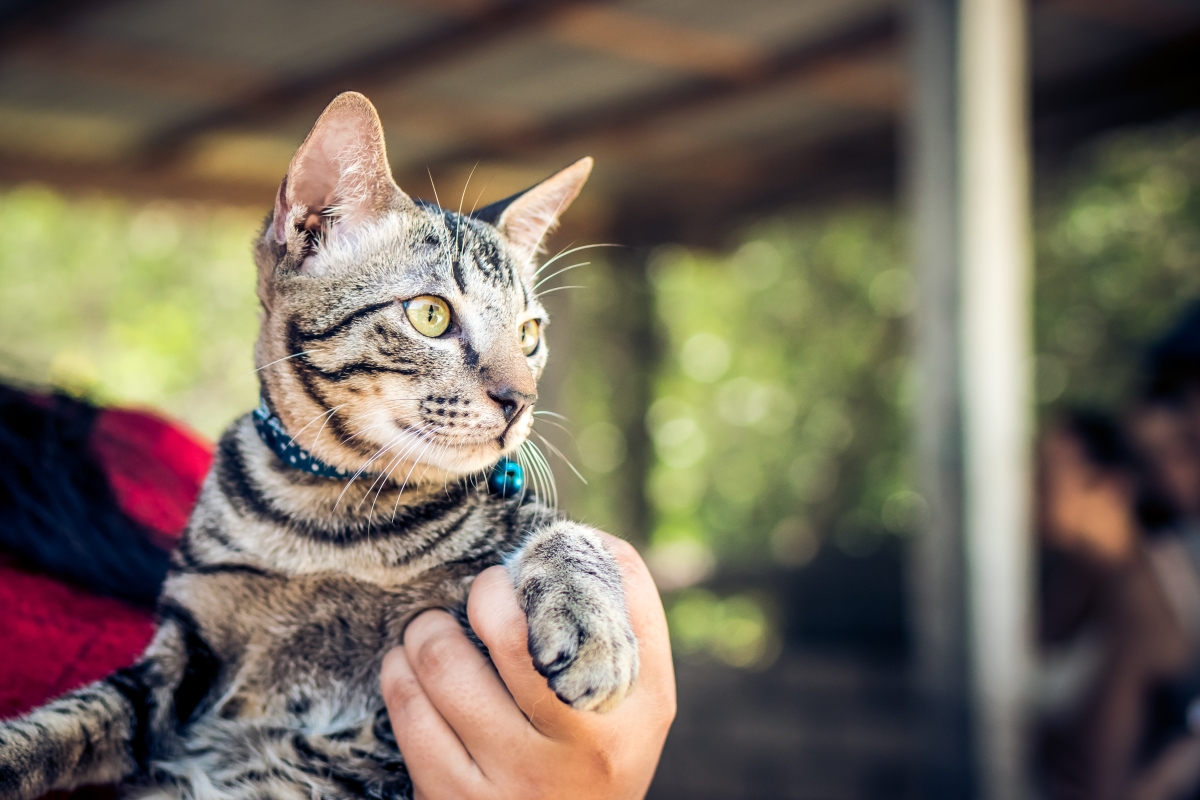 5 Tips on Choosing the Best Flea Collars for Your Cat