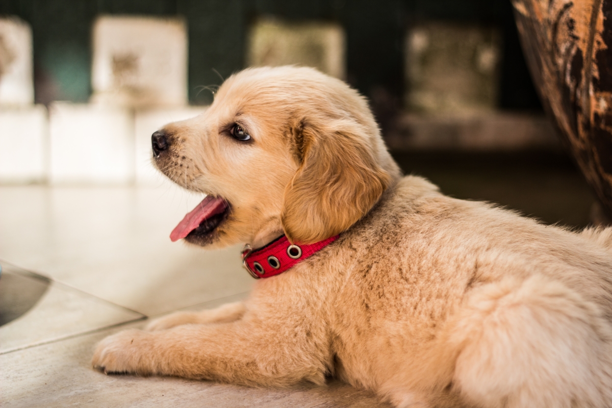 New Puppy Checklist: Everything You Need to Know