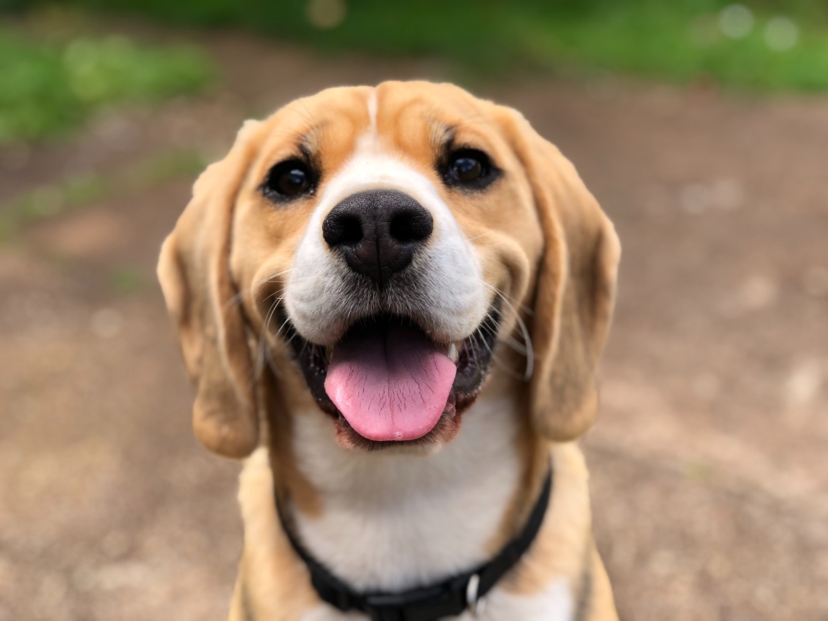 Dog Body Language: What is Your Dog Trying to Tell You?