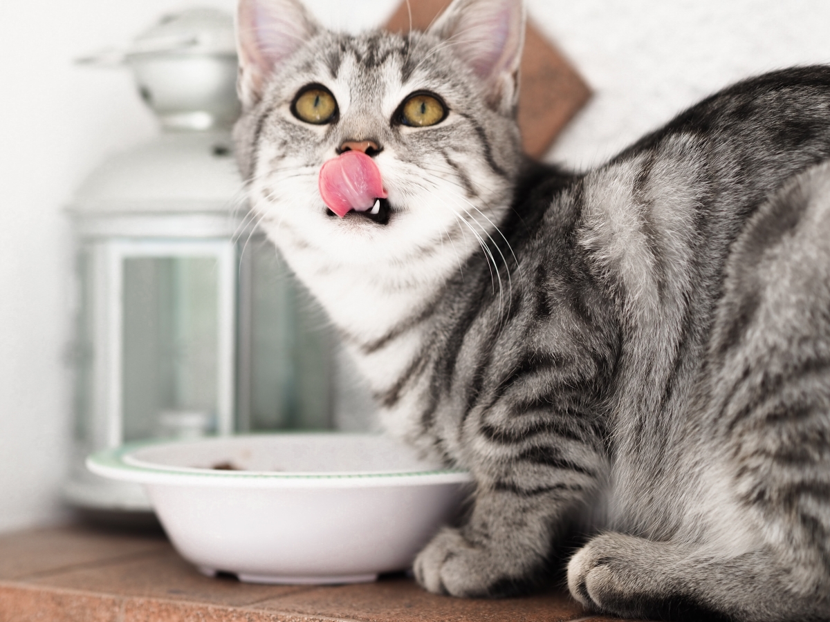 Cat licking lips after eating.