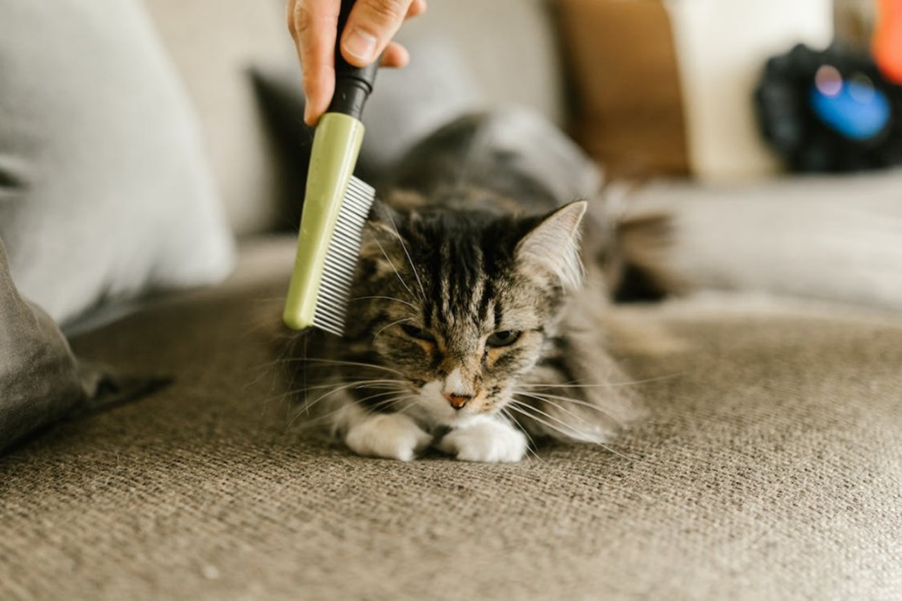cat being brushed