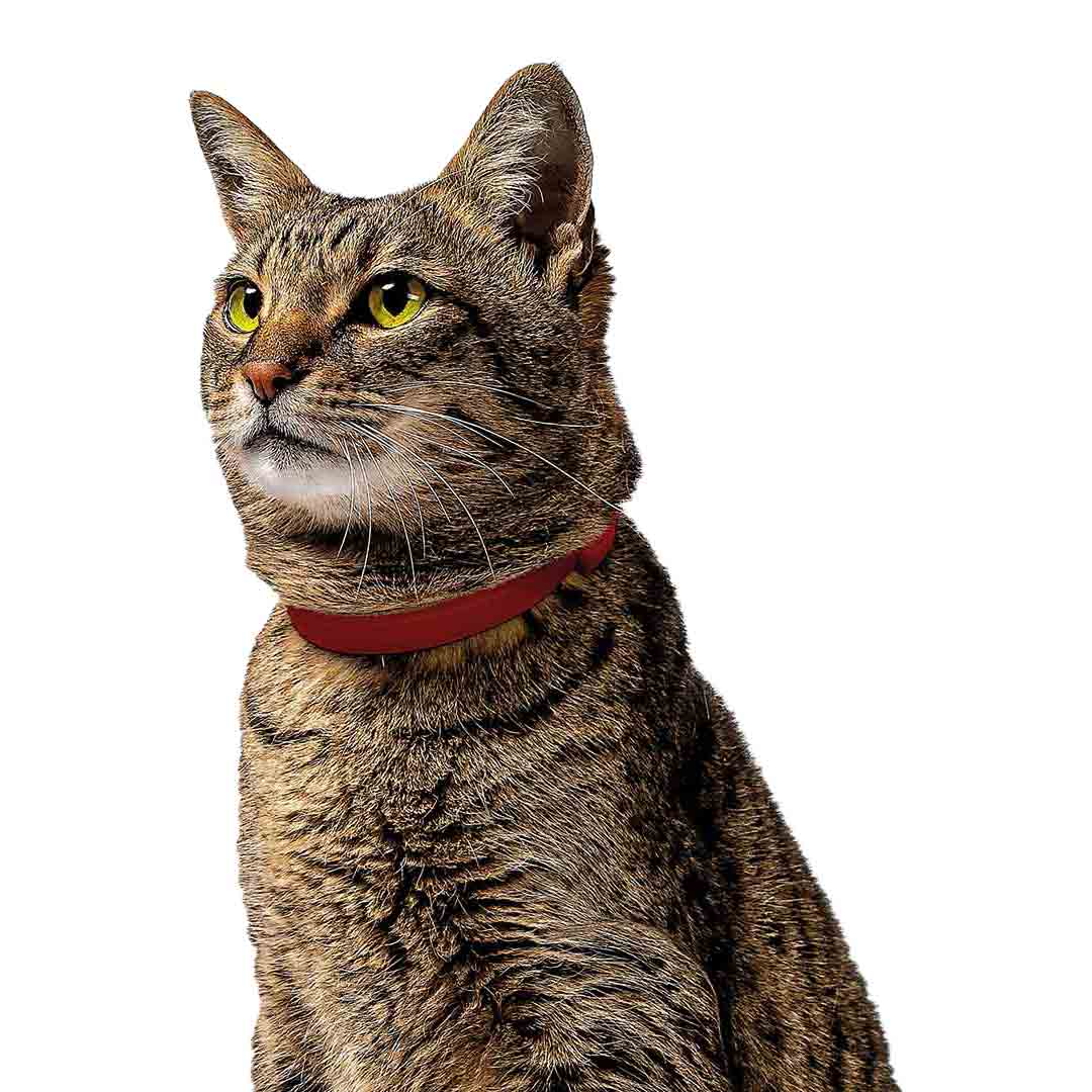Beaphar Plastic Cat Flea Collar