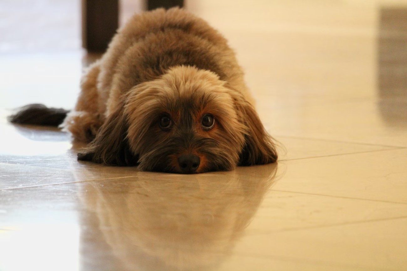 image of sad looking dog on floor