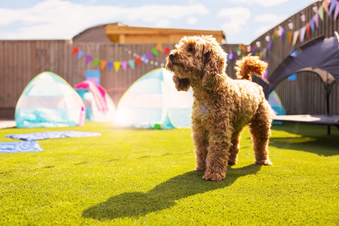 Dog stood in a garden with tent.