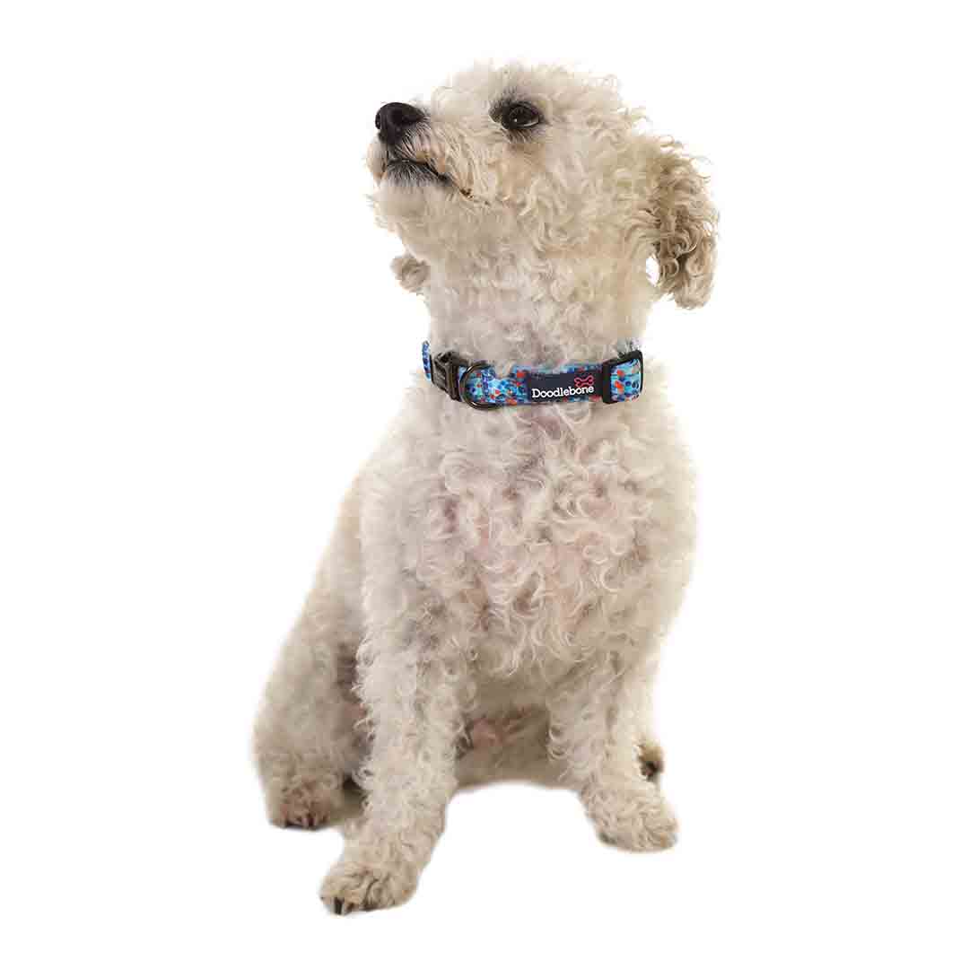 Doodlebone Trendy Tails Padded Dog Collar Blue 1-2