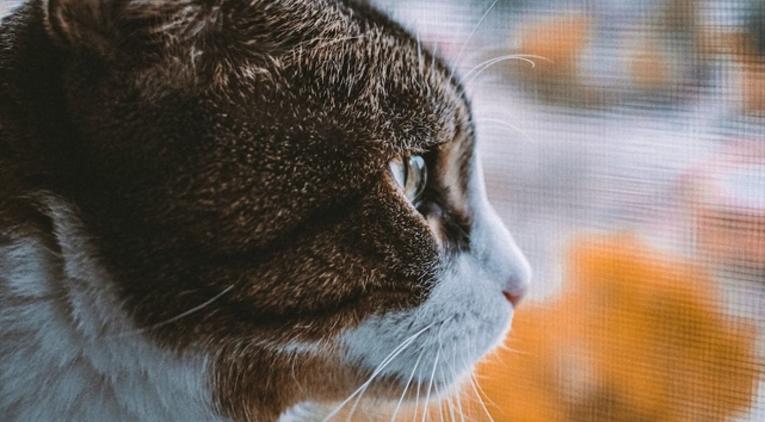Cat staring