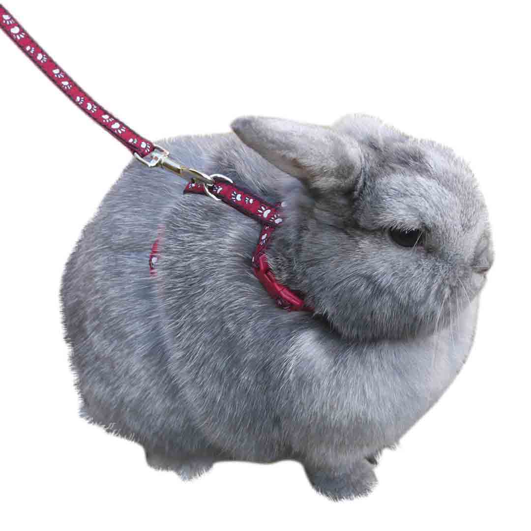 Rosewood Rabbit Harness Lead & Collar Set, Paw Print