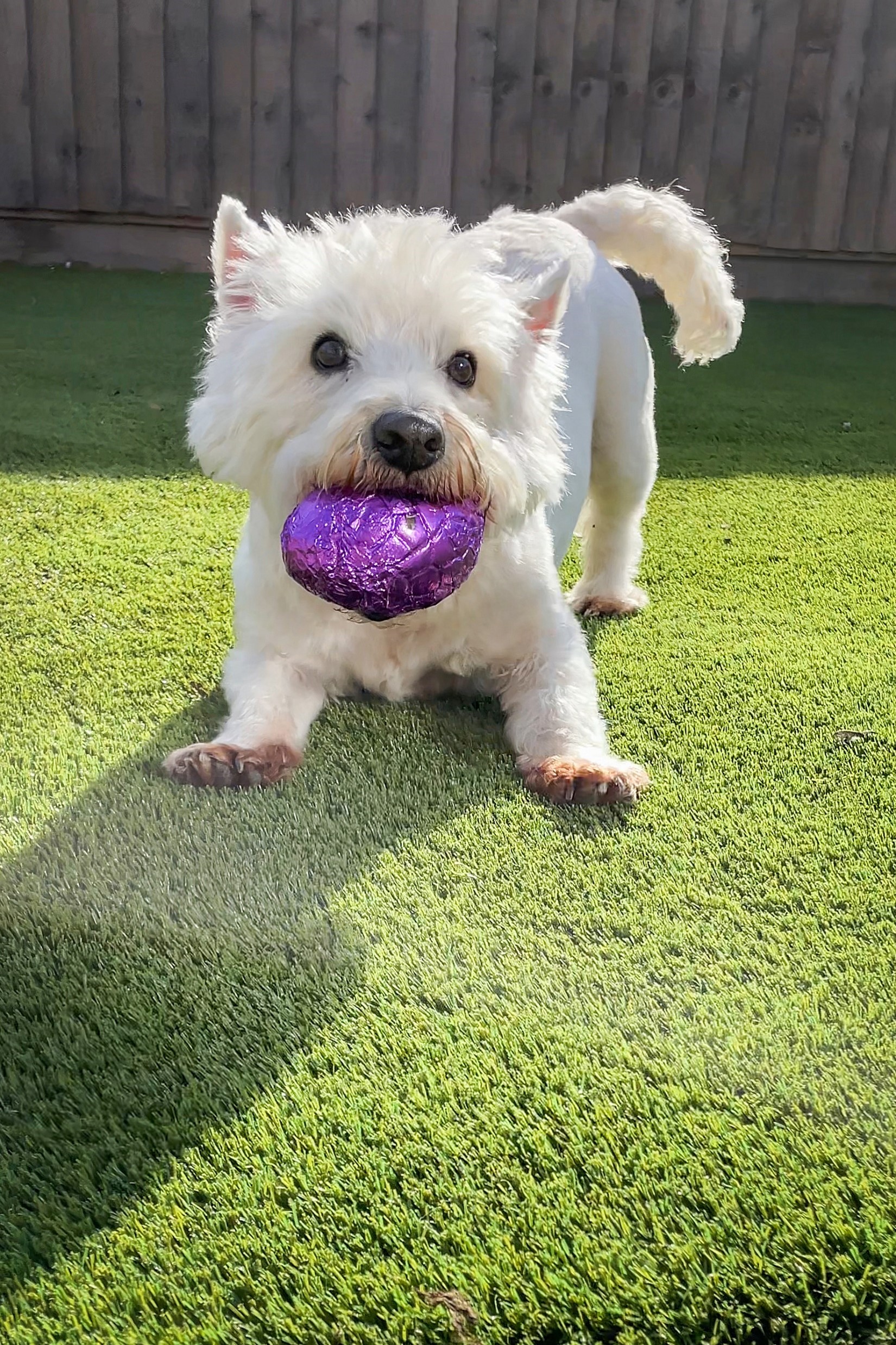 Westie outside with dog easter egg in mouth.