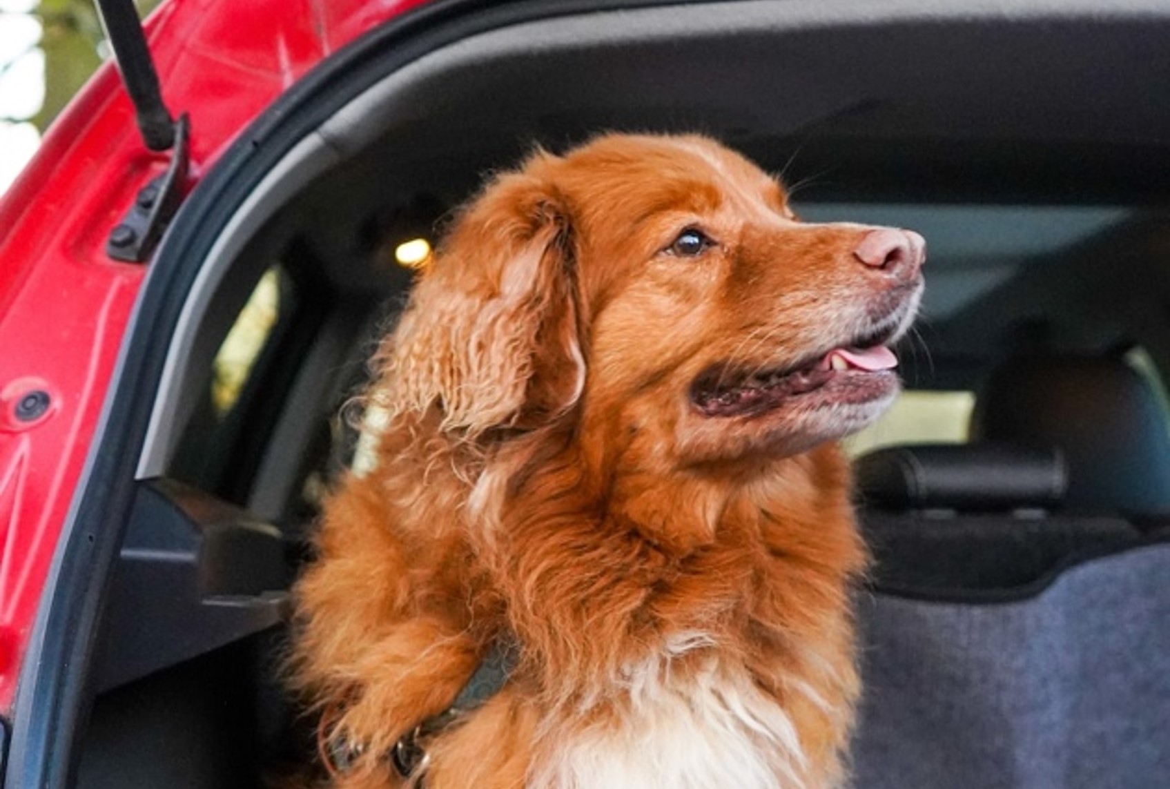Car Sickness in Dogs
