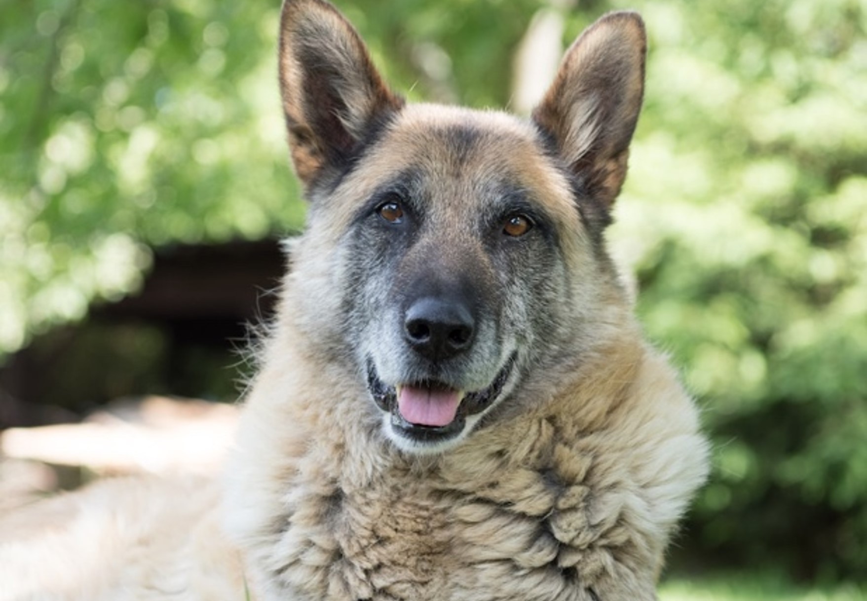 Arthritis in Dogs