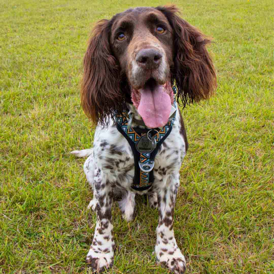 Neerdog Go-B-Bold Airflow Dog Harness-Hollyhock Medium