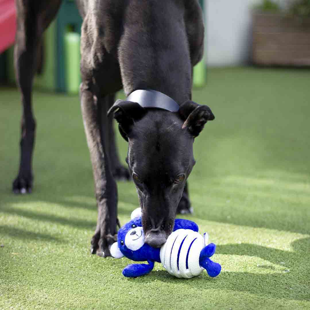 Battersea Rubber Belly Bear Dog Toy