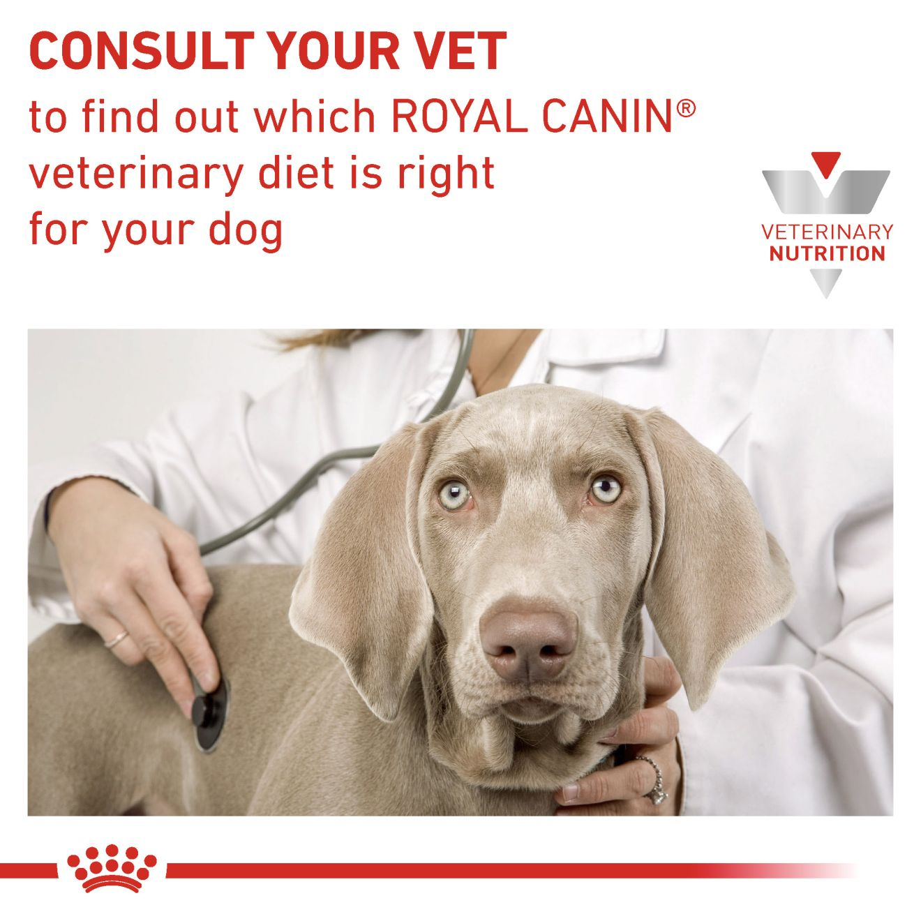 Royal Canin Renal Adult Wet Dog Food Thin Slices In Gravy 48x100g