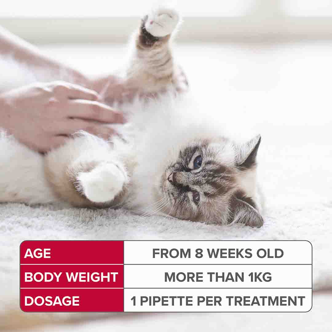 Beaphar FIPROtec Spot-On Flea & Tick Treatment for Cats, 4 Pipettes