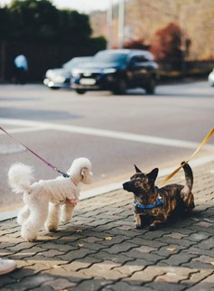 two dogs greeting on walk