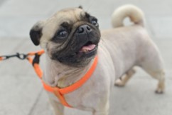 happy dog on lead