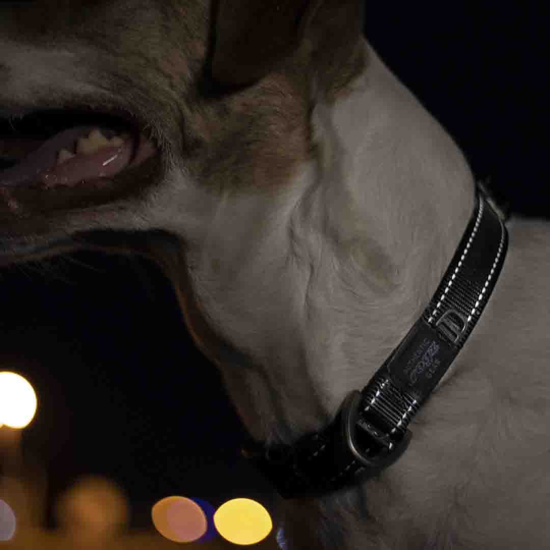 Rogz Red Utility Dog Collar, Small