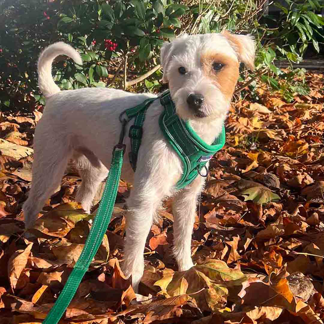 Doodlebone Trendy Tails Stomp Dog Harness Green 3-5