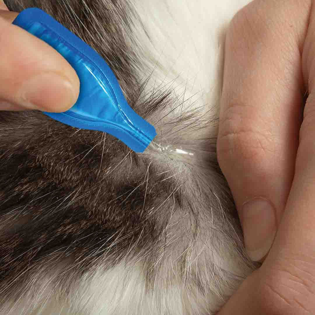 Beaphar FIPROtec Spot-On Flea & Tick Treatment for Cats, 4 Pipettes