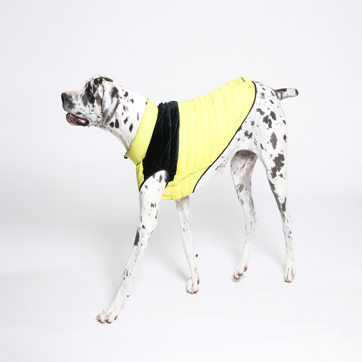 Rufus & Rosie Yellow & Black Dog Puffer Jacket, M+