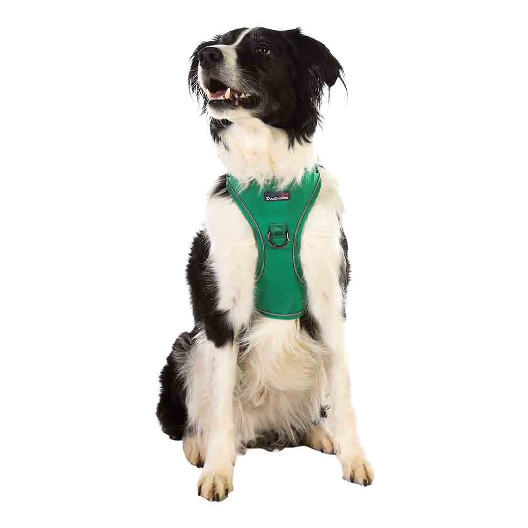 Doodlebone Trendy Tails Stomp Dog Harness Green 4-7