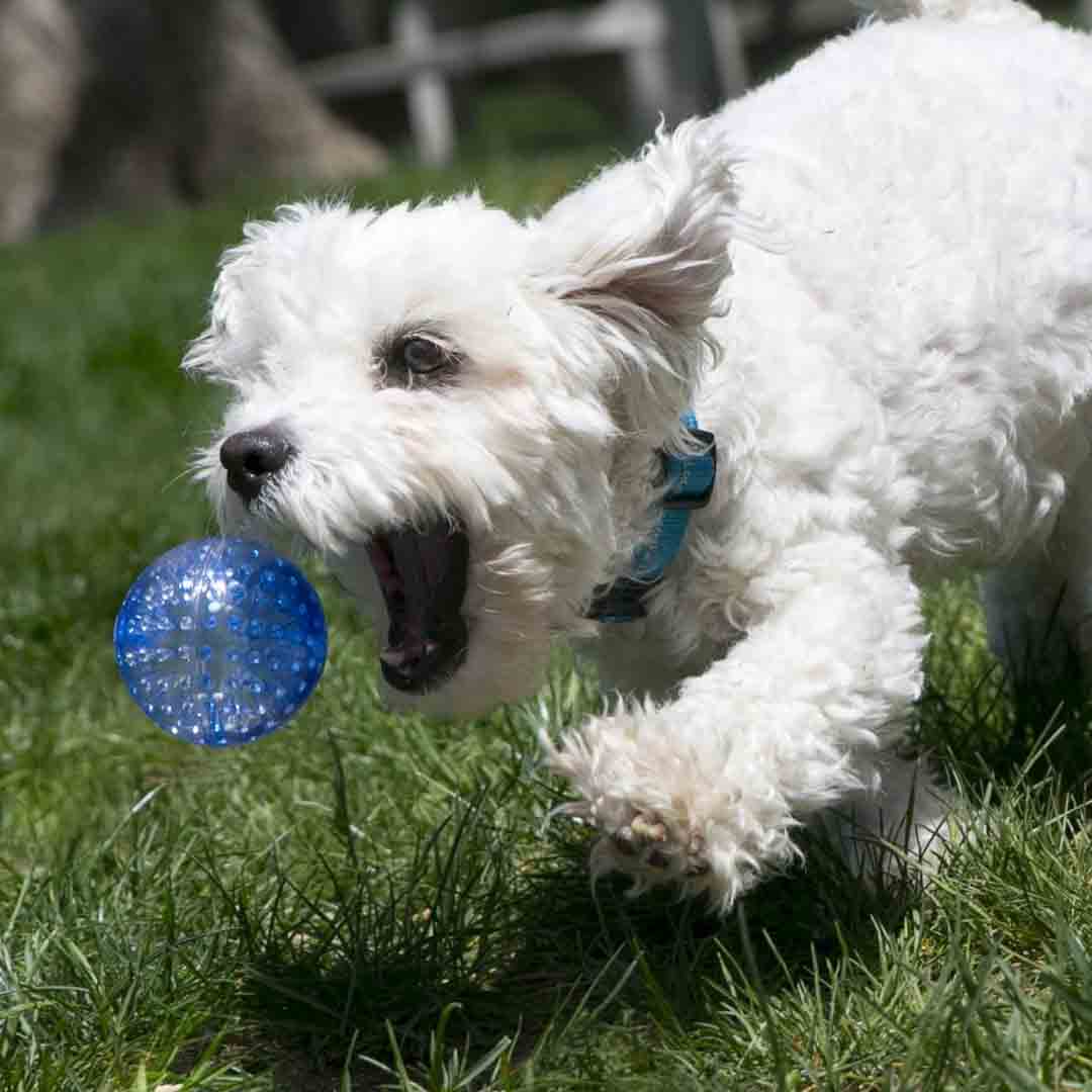 KONG Squeezz Dog Toy, Large, 2 Pack