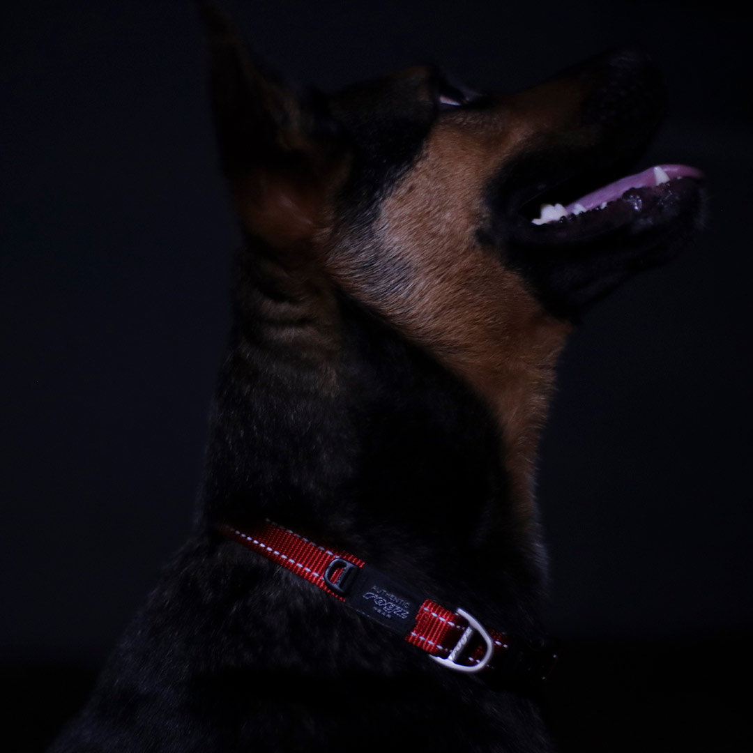 Rogz Red Utility Dog Collar, Small