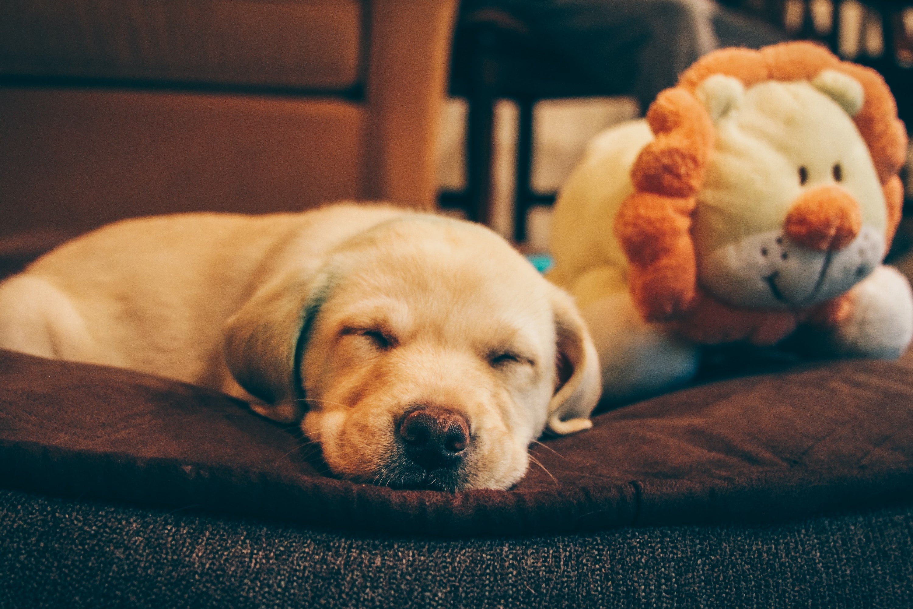 Sleeping puppy on a bed