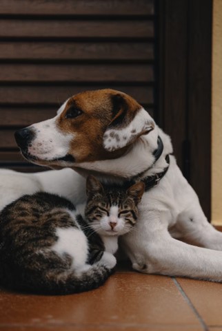 Average Cost of a Pet: How to Save Money on Pet Care